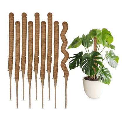 Kokosriekstu standziņas 60 cm