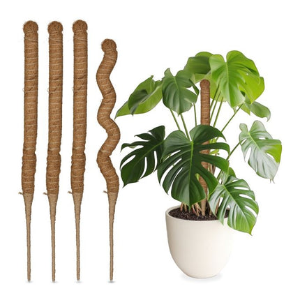 Kokosriekstu standziņas 60 cm