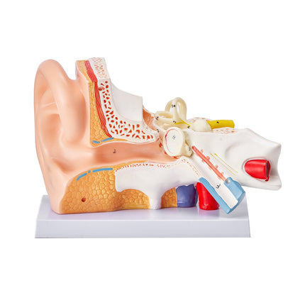 Human Ear Anatomy Model, 3-Part 5x Enlarged with Base