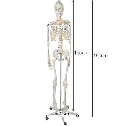 Cilvēka skelets - 170 cm Malatec 22583