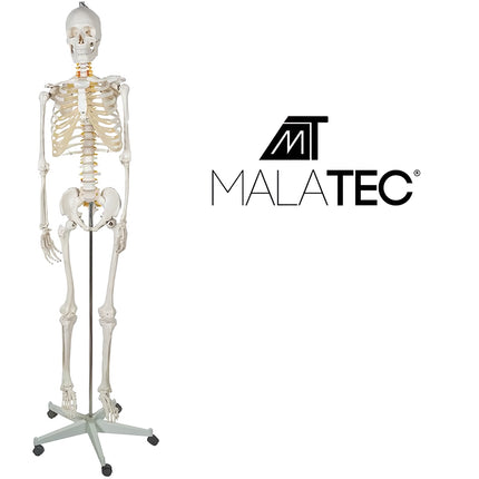 Cilvēka skelets - 170 cm Malatec 22583