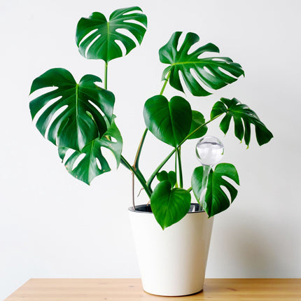 5 laistīšanas bumbiņu komplekts