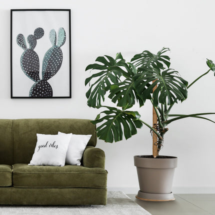 10 kokosriekstu standziņu komplekts, 90 cm