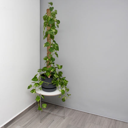 10 kokosriekstu standziņu komplekts, 90 cm